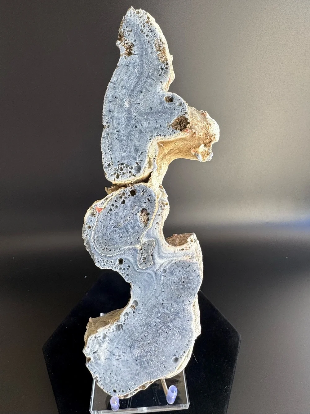 Blue Coral Slice Indo-Pacific
